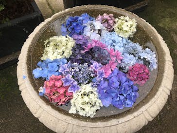 横浜イングリッシュガーデンに投稿された画像（2020/6/29）