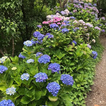 横浜イングリッシュガーデンに投稿された画像（2020/6/29）