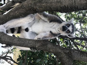 神戸どうぶつ王国に投稿された画像（2020/6/29）