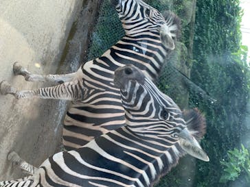 群馬サファリパークに投稿された画像（2020/6/29）