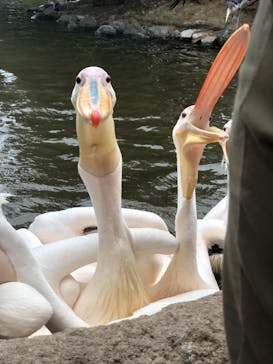 神戸どうぶつ王国に投稿された画像（2020/6/29）