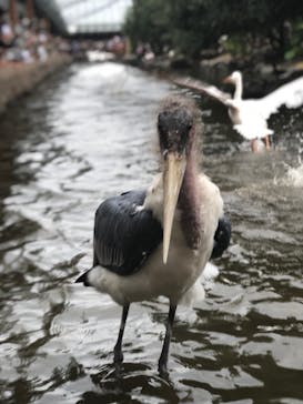 神戸どうぶつ王国に投稿された画像（2020/6/29）