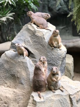 神戸どうぶつ王国に投稿された画像（2020/6/29）