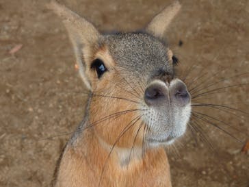 伊豆シャボテン動物公園に投稿された画像（2020/6/30）