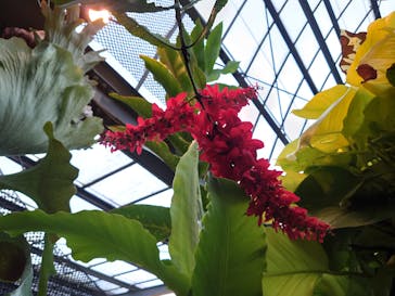 熱川バナナワニ園に投稿された画像（2020/6/30）