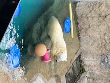 旭川市旭山動物園に投稿された画像（2020/6/30）