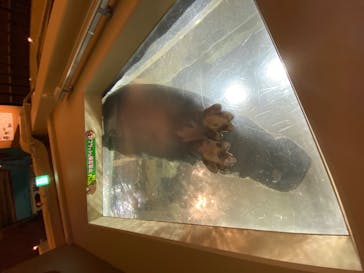 旭川市旭山動物園に投稿された画像（2020/6/30）