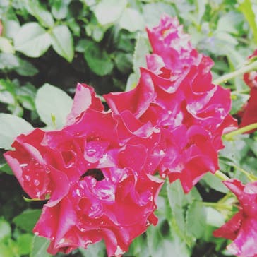 神戸布引ハーブ園／ロープウェイに投稿された画像（2020/6/30）