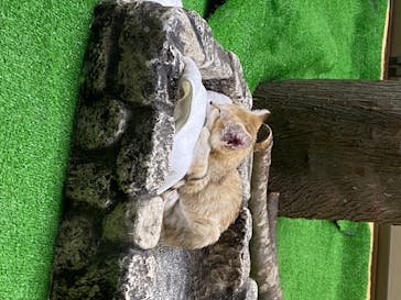 那須どうぶつ王国に投稿された画像（2020/6/30）