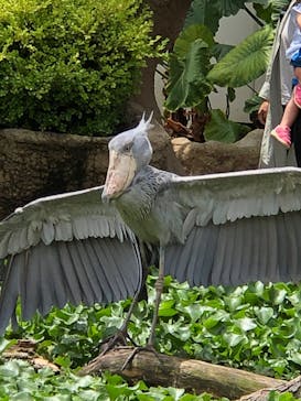 神戸どうぶつ王国に投稿された画像（2020/6/30）