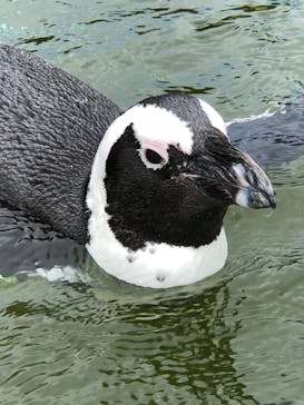 神戸どうぶつ王国に投稿された画像（2020/6/30）