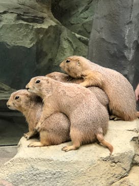 神戸どうぶつ王国に投稿された画像（2020/6/30）