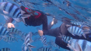 ダイビングショップ Sea Free（シーフリー）に投稿された画像（2020/7/1）