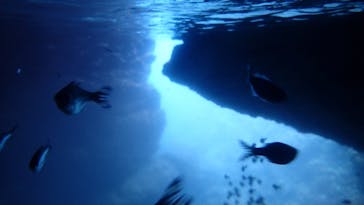 ダイビングショップ Sea Free（シーフリー）に投稿された画像（2020/7/1）