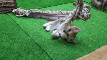 那須どうぶつ王国に投稿された画像（2020/7/2）