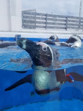 四国水族館に投稿された画像（2020/7/2）
