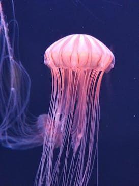 四国水族館に投稿された画像（2020/7/2）