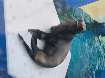 四国水族館に投稿された画像（2020/7/2）