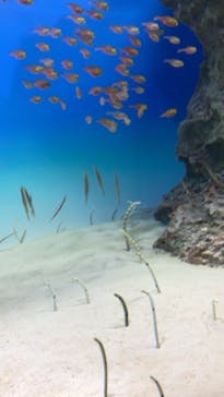 アクアワールド茨城県大洗水族館に投稿された画像（2020/7/2）