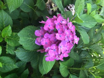 ニューヨークランプミュージアム＆フラワーガーデンに投稿された画像（2020/7/2）