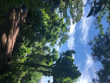 ニューヨークランプミュージアム＆フラワーガーデンに投稿された画像（2020/7/2）