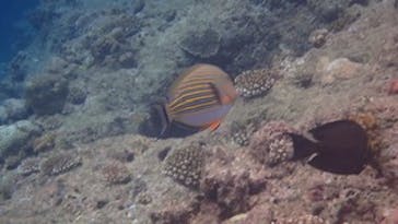 ダイビングショップ Sea Free（シーフリー）に投稿された画像（2020/7/3）