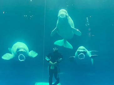 島根県立 しまね海洋館に投稿された画像（2020/7/3）