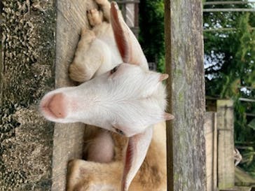 美らヤシパークオキナワ・東南植物楽園に投稿された画像（2020/7/3）