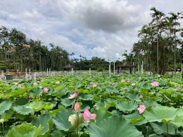 美らヤシパークオキナワ・東南植物楽園に投稿された画像（2020/7/3）