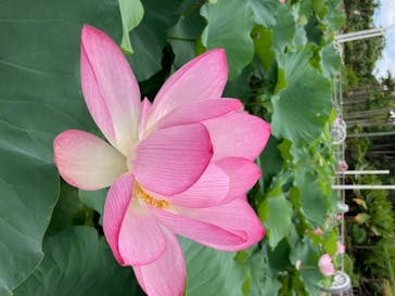 美らヤシパークオキナワ・東南植物楽園に投稿された画像（2020/7/3）