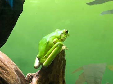 サンシャイン水族館に投稿された画像（2020/7/4）