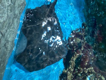 登別マリンパークニクスに投稿された画像（2020/7/4）