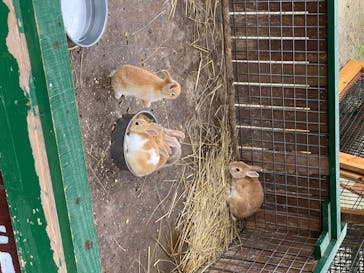 しろとり動物園に投稿された画像（2020/7/4）