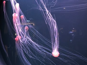 四国水族館に投稿された画像（2020/7/4）