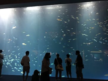 四国水族館に投稿された画像（2020/7/4）