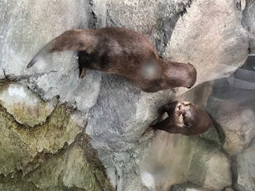 四国水族館に投稿された画像（2020/7/4）