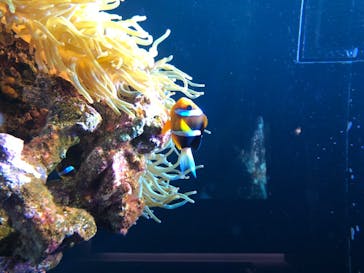 四国水族館に投稿された画像（2020/7/4）