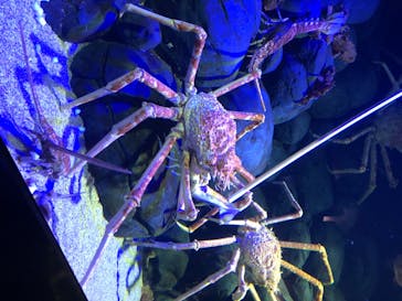 四国水族館に投稿された画像（2020/7/4）