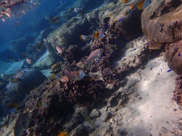 ダイビングショップ Sea Free（シーフリー）に投稿された画像（2020/7/4）