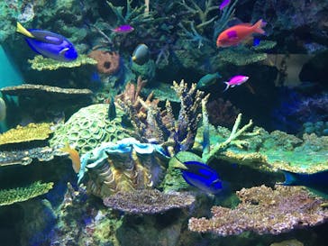 サンシャイン水族館に投稿された画像（2020/7/4）