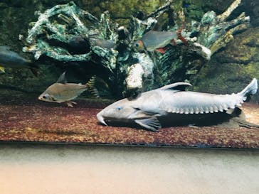 サンシャイン水族館に投稿された画像（2020/7/4）