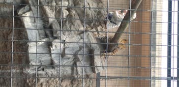 旭川市旭山動物園に投稿された画像（2020/7/4）