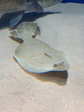 マリンワールド海の中道に投稿された画像（2020/7/4）