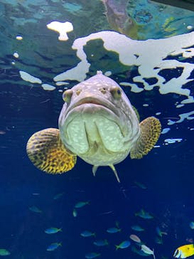 マリンワールド海の中道に投稿された画像（2020/7/4）