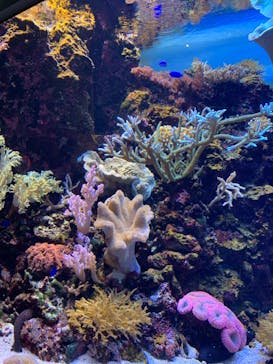 マリンワールド海の中道に投稿された画像（2020/7/4）