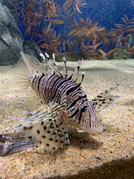 マリンワールド海の中道に投稿された画像（2020/7/4）