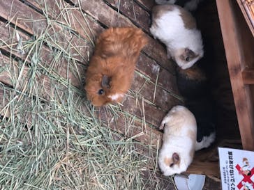 神戸どうぶつ王国に投稿された画像（2020/7/4）