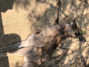 那須どうぶつ王国に投稿された画像（2020/7/5）