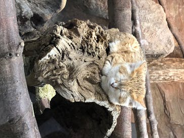 那須どうぶつ王国に投稿された画像（2020/7/5）