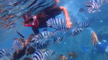 ダイビングショップ Sea Free（シーフリー）に投稿された画像（2020/7/5）